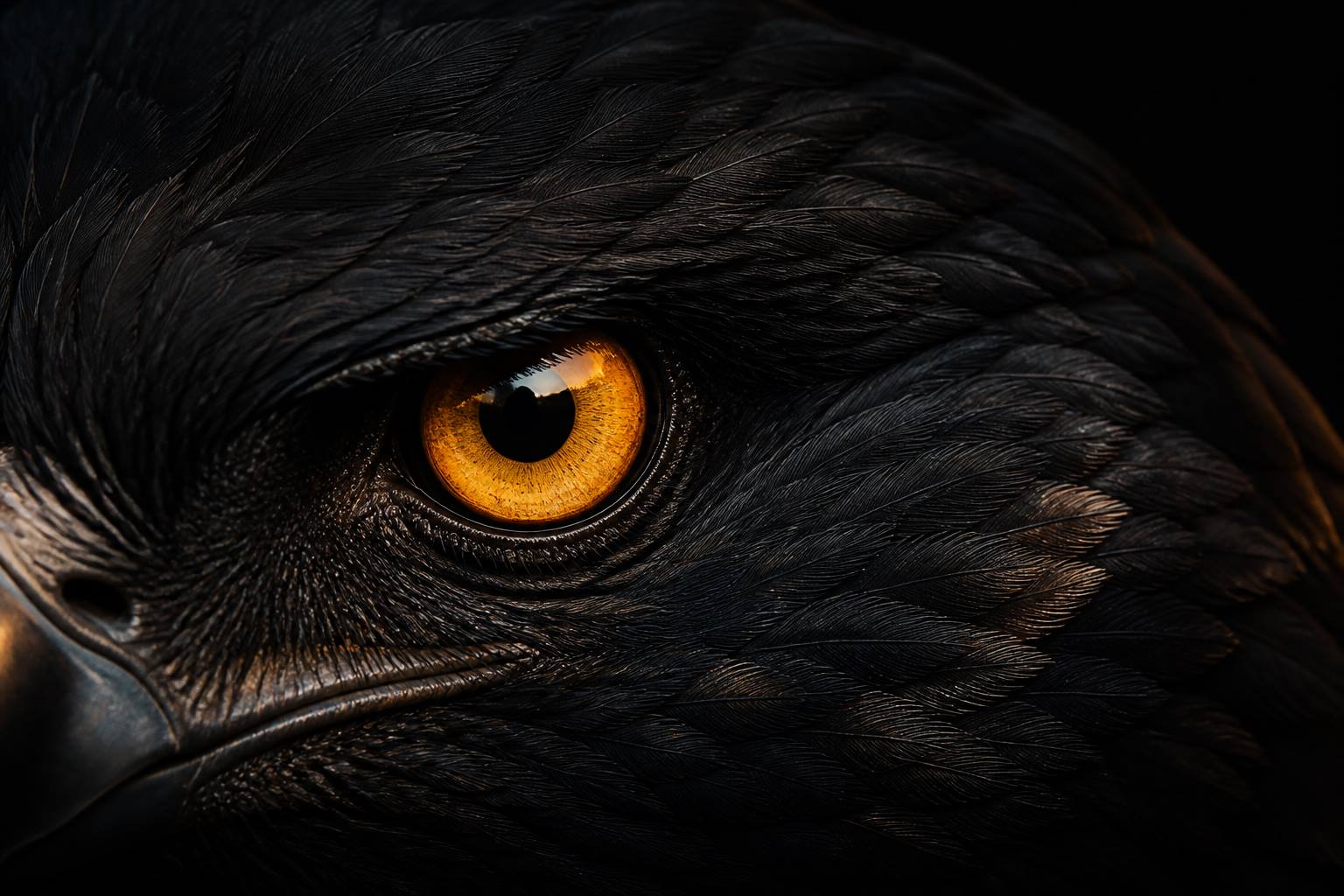 Hawk eye